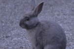 Wild Bunny